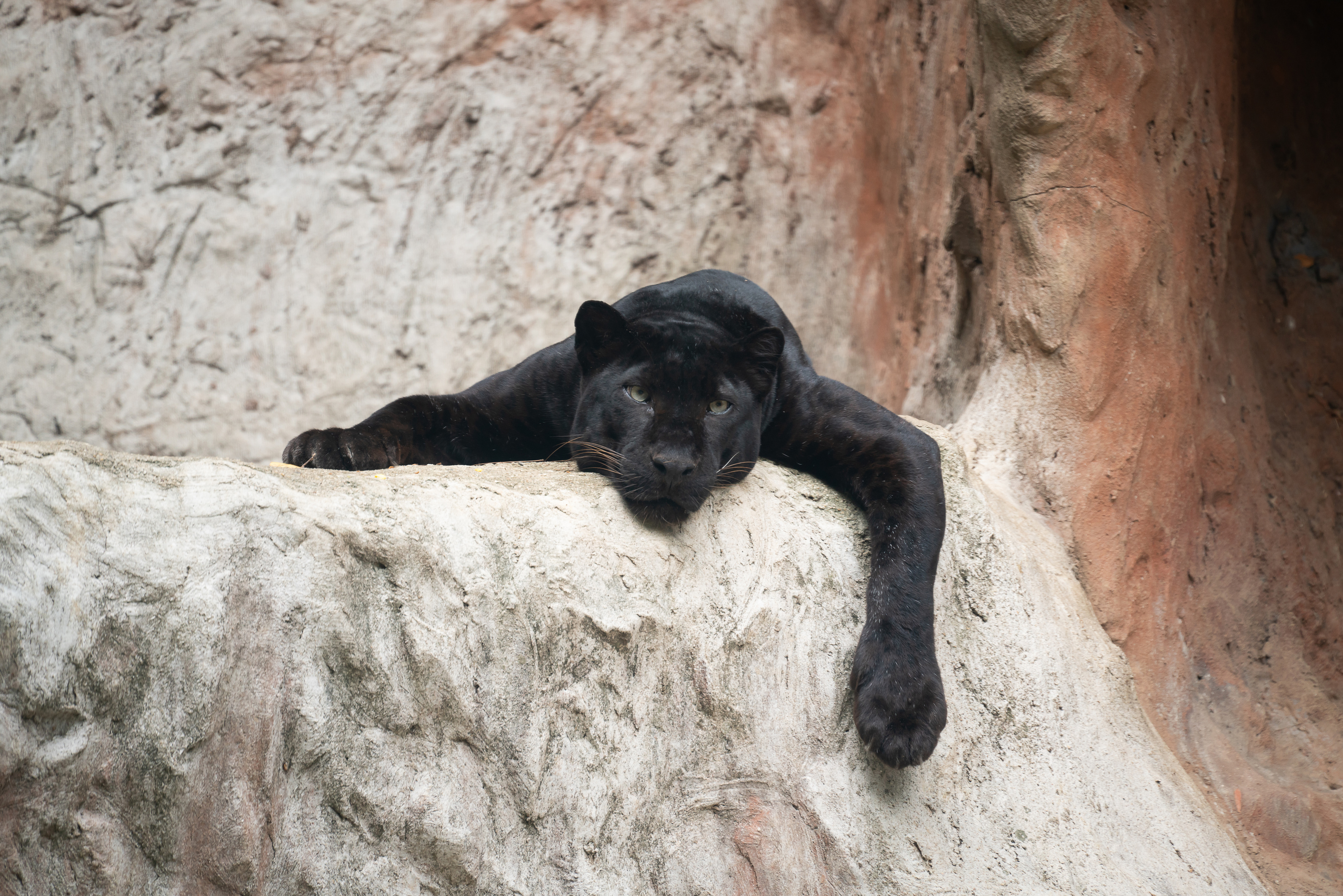 lazy black panther lay down on the rock